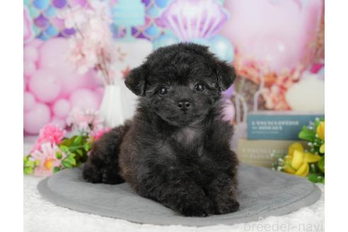 販売中の千葉県のミックス犬-388325の3枚目